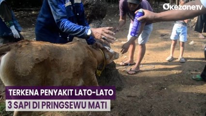 Terkena Penyakit Lato-Lato, 3 Sapi di Pringsewu Mati