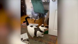 Funniest Animal Videos  - Funny Cats invited to the Dog Party