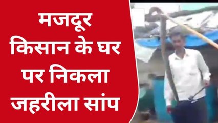 बेतूल: मजदूर किसान के घर पर निकला जहरीला रसैल वाईपर सांप, मचा हड़कंप