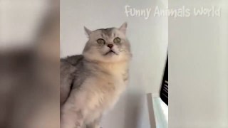 Funniest Cats And Dogs Videos  - Best Funny Animal Videos 2023