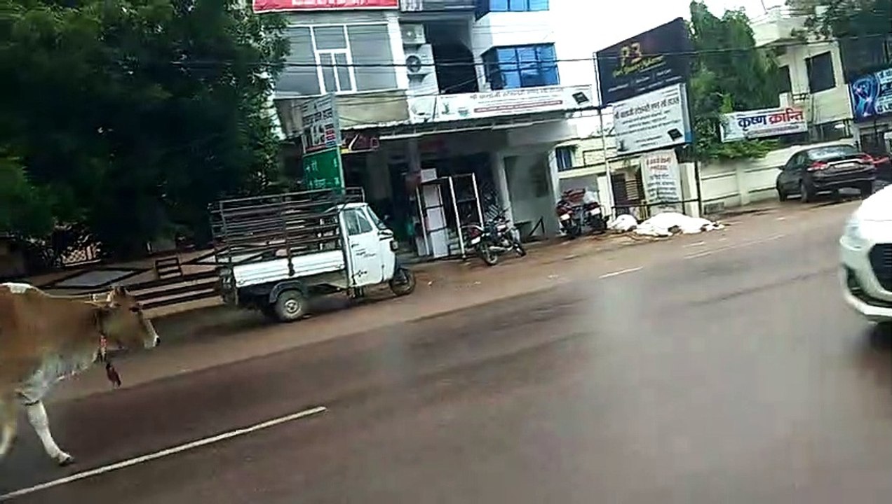 जिले से निकली हाइवे की सड़कों पर हर रोज आधा दर्जन से ज्यादा मवेशियों की दुर्घटना में हो रही मौत,