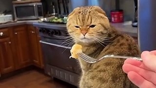 Funny Cat Memes Compilation of 2023