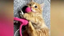 Funny Cats Videos  Baby Cats - Funny Animals Videos - Cute and Funny Cats Videos Compilation