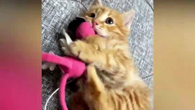 Funny Cats Videos Baby Cats - Funny Animals Videos - Cute and Funny Cats Videos Compilation