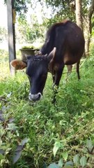 Amazing Cow Eating Grass