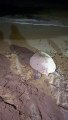 Triscina, una tartaruga marina nidifica sulla spiaggia
