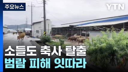 소들도 축사 탈출...충청·세종 범람 피해 잇따라 / YTN