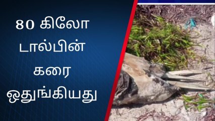 ராம்நாடு: இறந்த நிலையில் கரை ஒதுங்கிய &#039;மீனவ நண்பன்&#039;