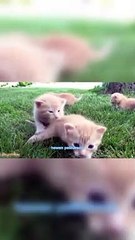 a cat who likes to swim in the water