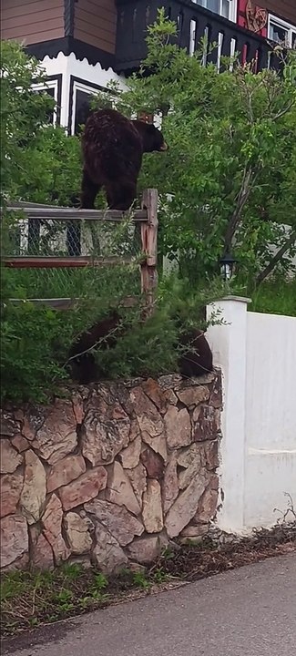 Bear Cubs Scale Wall to Reach Their Mama