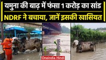 Delhi Flood: Yamuna नदी की बाढ़ में फंसा 1 करोड़ का सांड, NDRF ने ऐसे किया रेस्क्यू | वनइंडिया हिंदी