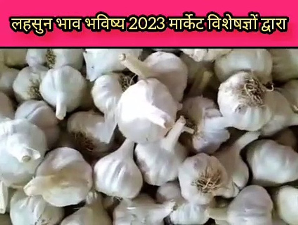 लहसुन भाव भविष्य 2023 !! क्या लहसुन का भाव 25000 रूपए जाएगा 2023 में ?