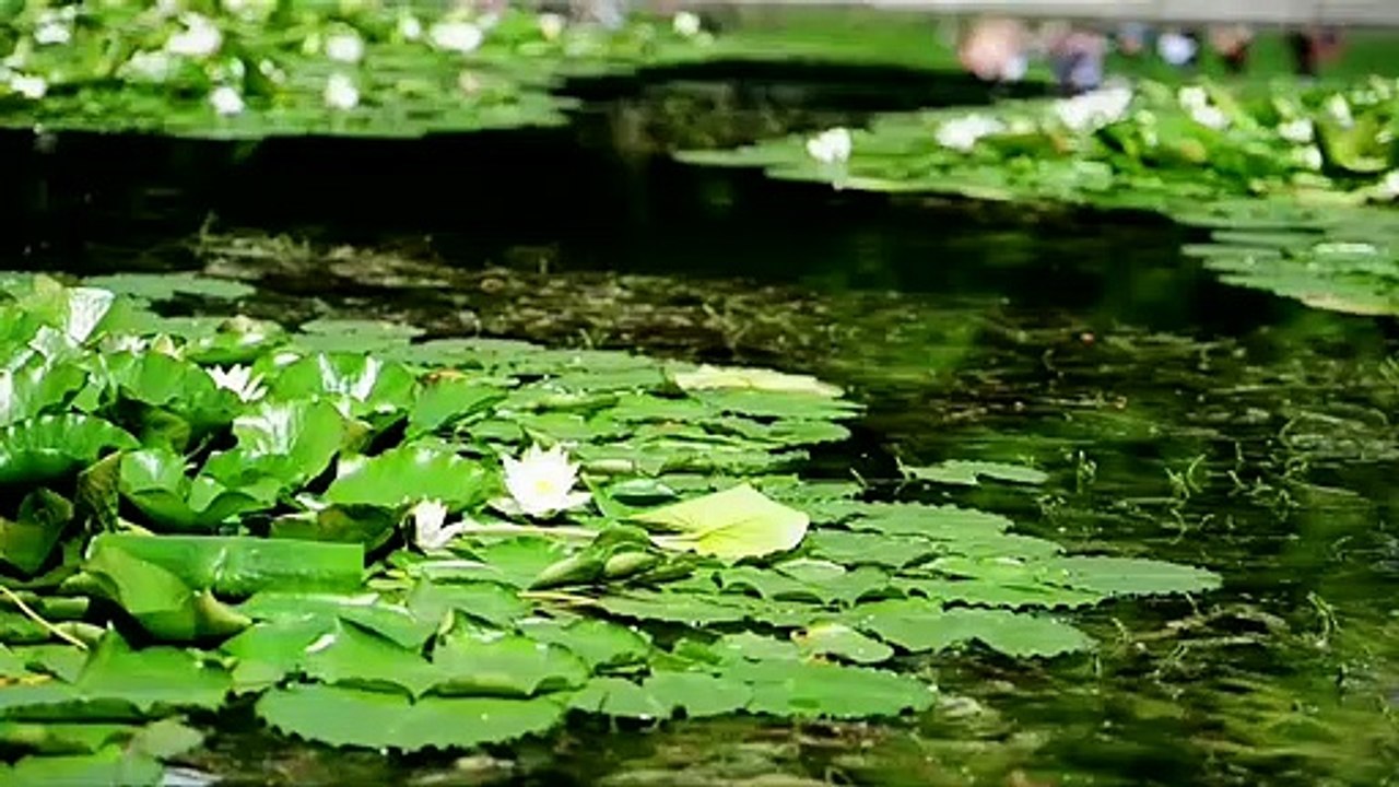 Insektenspray selber machen 3 einfache Rezepte