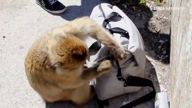 Komik Hayvanlar - Bu hayvanlar Konuşuyor