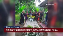 Tak Kunjung Dapat Vaksin, Bocah 6 Tahun Tewas Usai Digigit Anjing Rabies