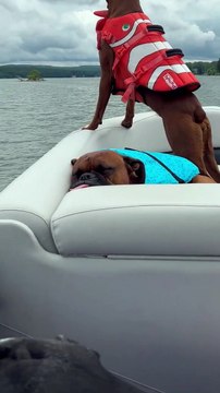 Les chiens Boxer aiment la navigation de plaisance