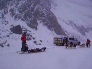 Chiens traîneau