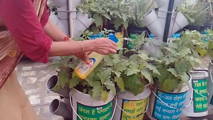Plants को स्वस्थ रखने के लिए डाल रहे एलोवेरा, हल्दी का पानी और छाछ