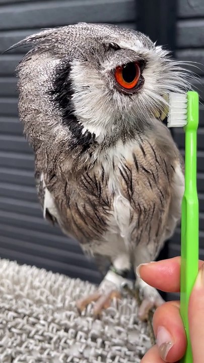 Handsome Boys Love Clean Feathers