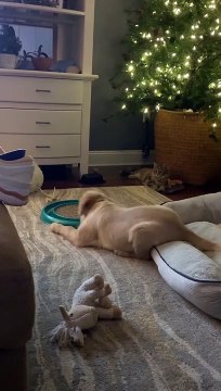 Puppy Plays With Cat Toy While Cat Watches