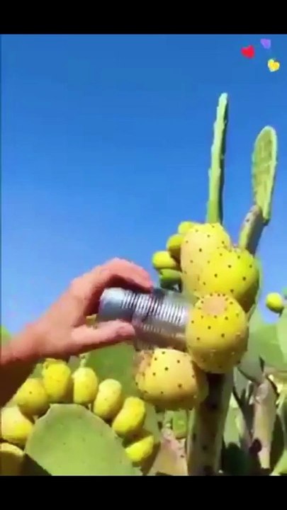 Fruit ki video