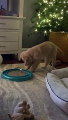 Puppy Plays With Cat Toy While Cat Watches