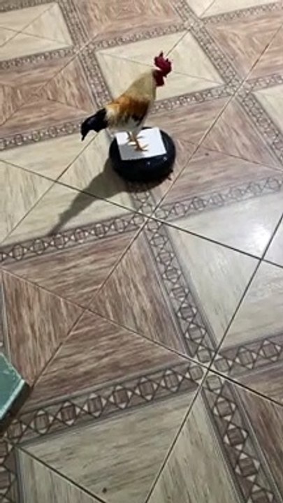 Rooster Rides a Roomba