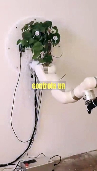 La planta que controla un machete con su cerebro