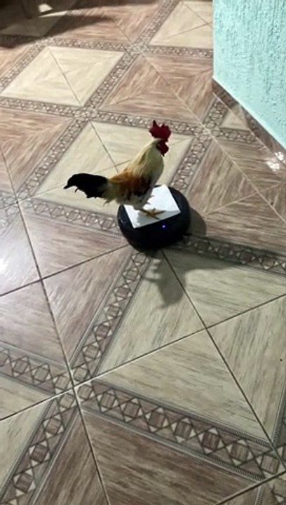 Rooster Rides a Roomba