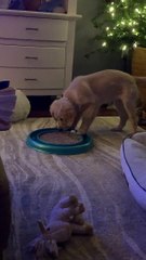 Puppy Plays With Cat Toy While Cat Watches