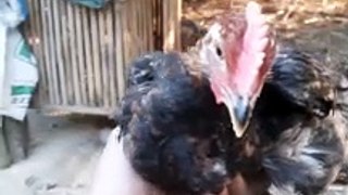 Ayam kampung usia 56 hari