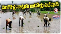 Bihar Male Farming Workers Doing Planting Rice Seedlings In Fields | V6 Teenmaar