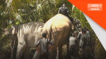 Lebih 200 peneroka Felda Chiku 2 lega, gajah liar berjaya dipindahkan