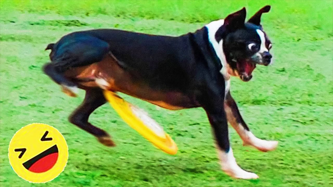Funny Dogs And Cats Videos 2023-----Best Funniest Animal Videos Of The Month-#100---أطرف مقاطع الفيديو الحيوانية لهذا الشهر