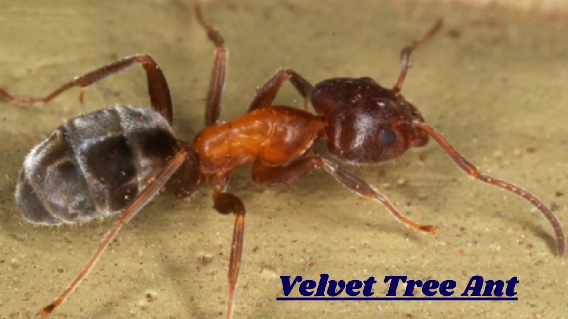 ⁣The Killer Behavior of Velvet Tree Ant