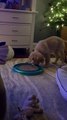 Puppy Plays With Cat Toy While Cat Watches