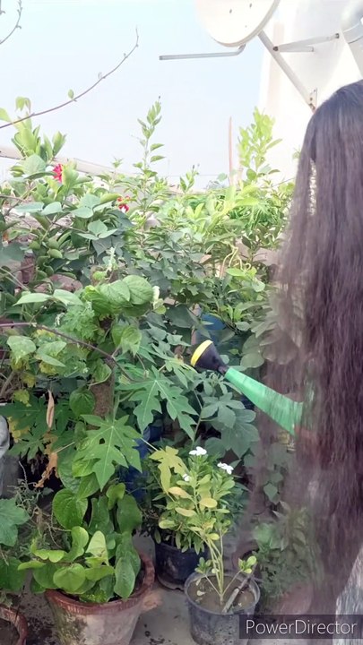a long hair rapunzel give watering plants in the sun with own open glossy and dense heavy hair