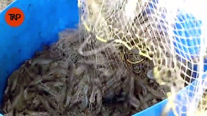 Shrimp Farming in Pakistan | FDB Shrimp Farming workshop in Multan.
