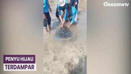 Warga Sukabumi Kembalikan Penyu Hijau ke Laut setelah Sempat Terdampar