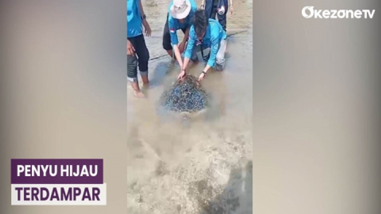 Warga Sukabumi Kembalikan Penyu Hijau ke Laut setelah Sempat Terdampar