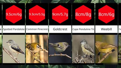 Comparison of the Smallest Birds in the World (not extinct)
