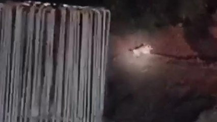 Tiger News: दिखा बाघ,लोगों में दहशत ,वन विभाग हुआ अलर्ट...की ये अपील