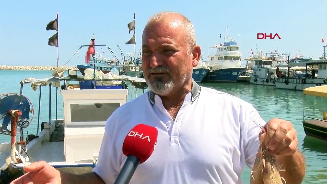 Les crevettes iraniennes sont vendues sur le marché à la moitié du prix des crevettes nationales