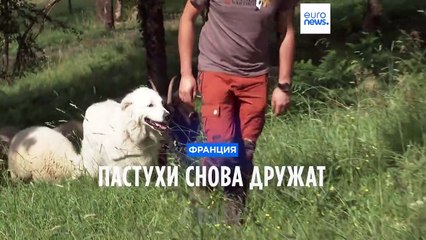 Французские пастухи снова нуждаются в услугах пату