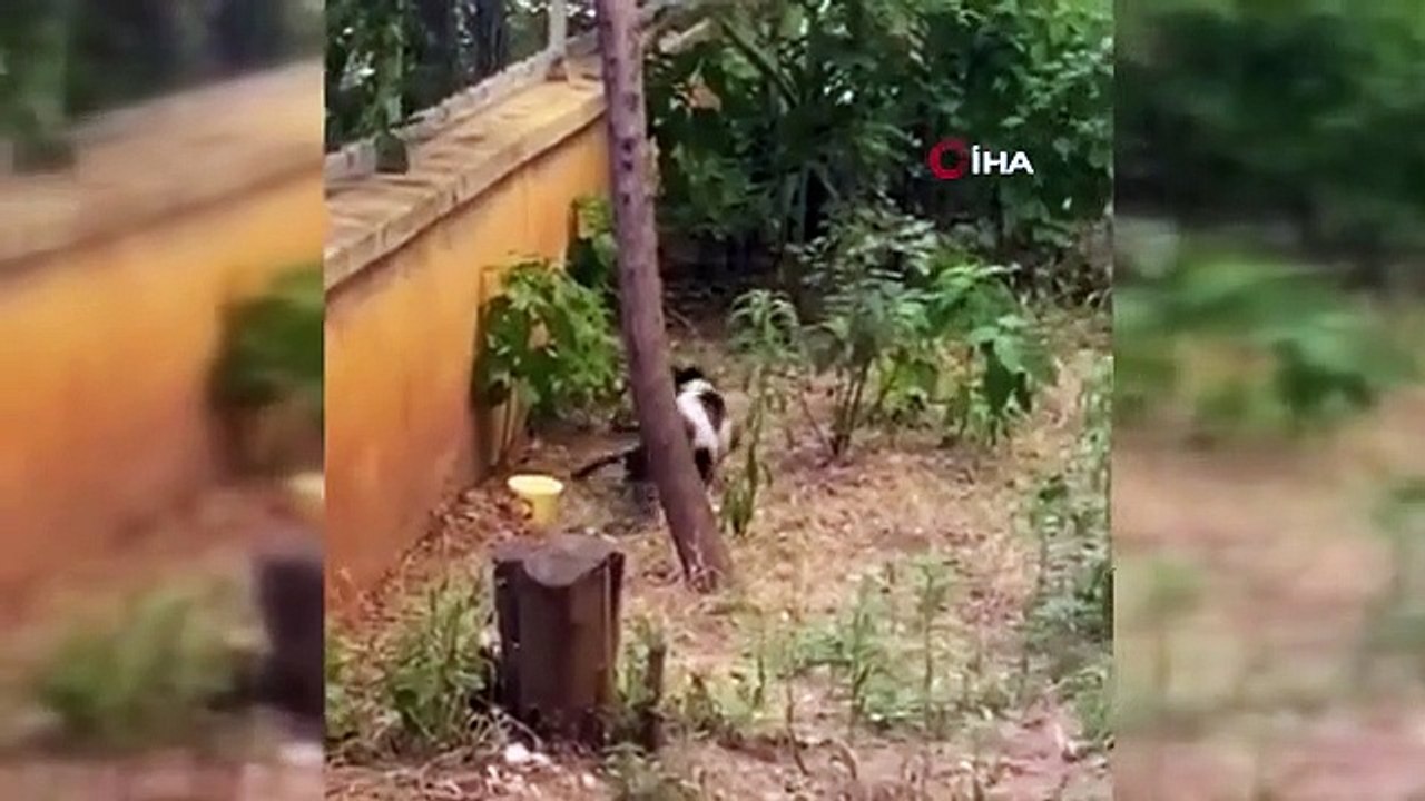 La mère chat nommée 'Mazlum' porte la nourriture qui lui est donnée à ses chatons.