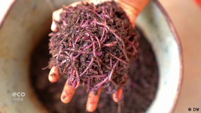 Vermicomposting: Making natural fertilizer using earthworms