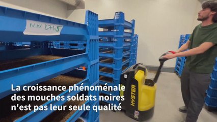 La mouche soldat noire, une source de protéines bonnes pour la planète et les animaux