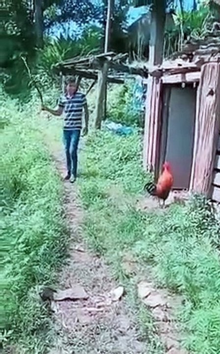 Cock Attack the Man
