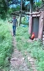 Cock Attack the Man