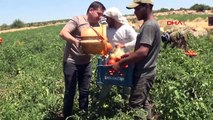 La récolte de tomates a commencé à Kilis